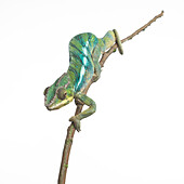 Panther chameleon male