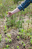 Person scattering seeds on raked soil in meadow