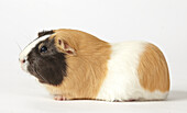Black brown and white guinea pig