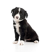 Black and white sheepdog puppy