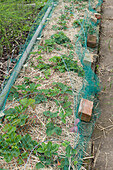 Strawberry plants mulched and covered with netting