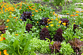 Companion planting with marigolds and lettuce salad crop