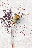Corn poppy (Papaver rhoeas) seeds