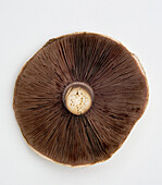 Underside of horse mushroom