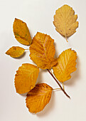 Service tree of Fontainebleau (Sorbus latifolia)