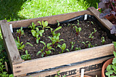 Chard and beetroot seedlings in wooden box on patio