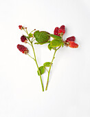 Raspberry (Rubus idaeus) sprigs of leaves and berries