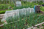 Homemade cloche protecting cabbages on allotment