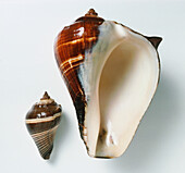 Pacific crown conch shell