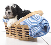 Puppy sitting on blanket in a basket