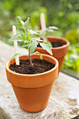 Young tomato plants in plant pots