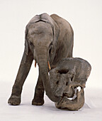 Elephant investigating elephant skull