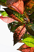 Croton plant