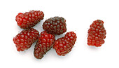 Group of tayberries