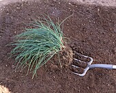 Lifting chives up from soil with garden fork