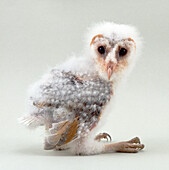 Six week old barn owl chick