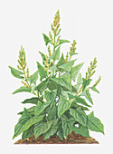 Good king Henry (Chenopodium bonus-henricus), illustration
