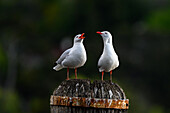Silver gulls