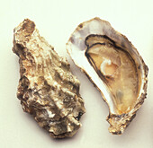 Portuguese oyster