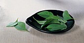 Lime basil leaves on a small dish