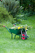 Wheelbarrow with weeds and wildflowers