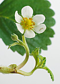 Strawberry plant flower