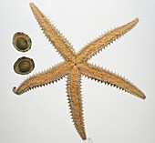 Brown starfish with thin legs