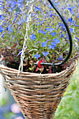 Hanging basket of Lobelia with watering system