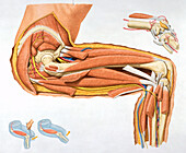Muscle and bone structure of hip and knee, illustration