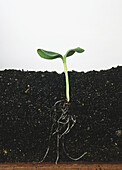 Pumpkin seedling (Cucurbita sp.) in soil