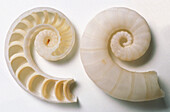 Side and sectioned view of common spirula shell