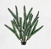 Seed fern prehistoric shrub, illustration