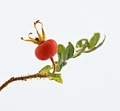 Red rose hip on branch