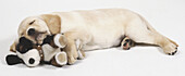 Labrador puppy and soft dog toy