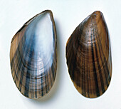 Common blue mussel shell