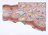Fibre linking with minerals in large intestine, illustration