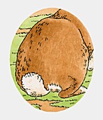 Rabbit's tail, illustration