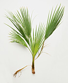 Branch of palm leaves