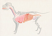 Golden retriever anatomy, illustration