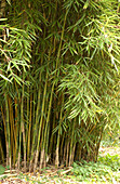 Clumping bamboo (Fargesia robusta)