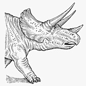 Triceratops head, illustration
