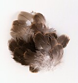Brown and white down and plume feathers