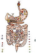 Digestive system, illustration