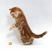 Ginger and white kitten pouncing on its hind legs
