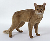 Sorrel Somali cat