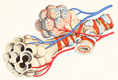 Alveolus structure, illustration