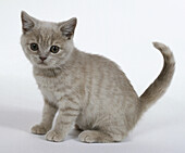 Seated cream kitten with tabby markings