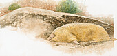 Golden mole swimming in sand, illustration