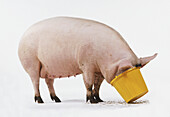 Pig with head in bucket