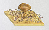 Formation of a mushroom rock, illustration